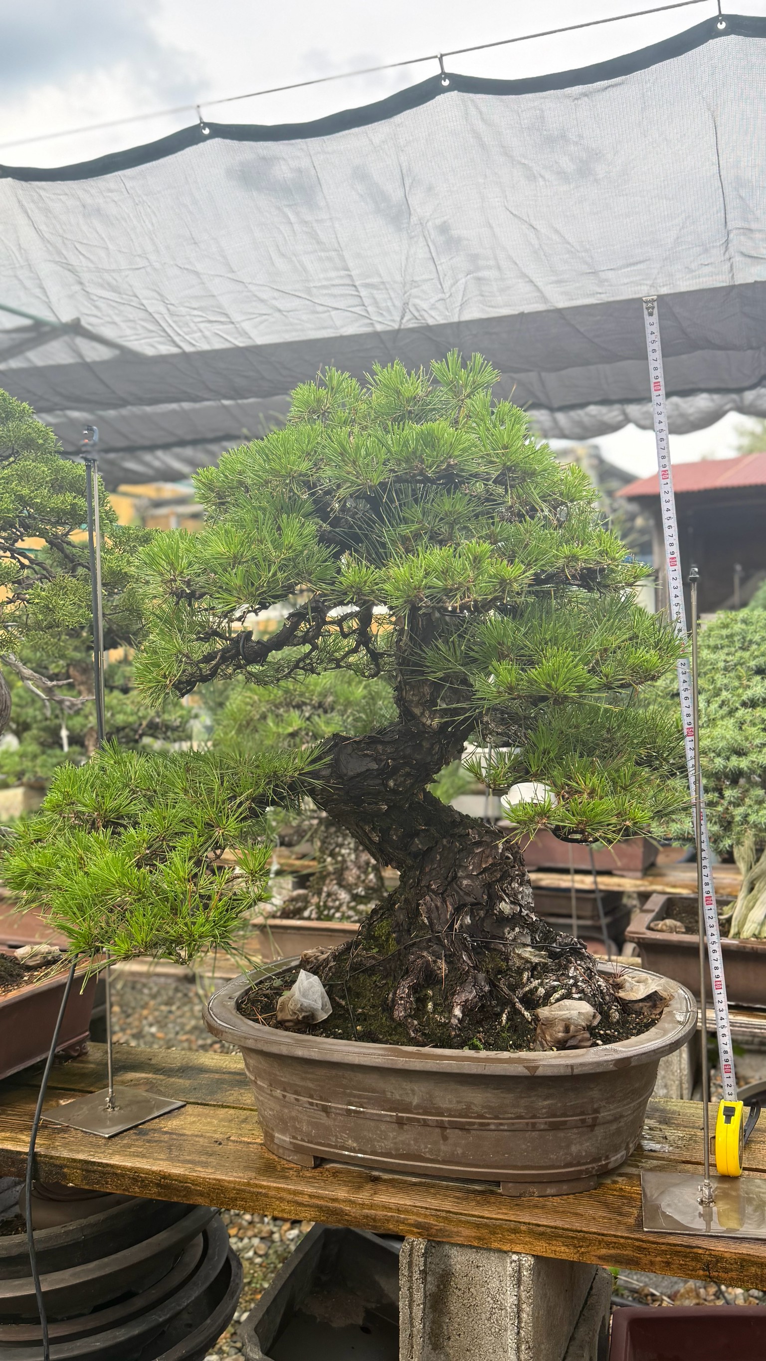 Black Pine