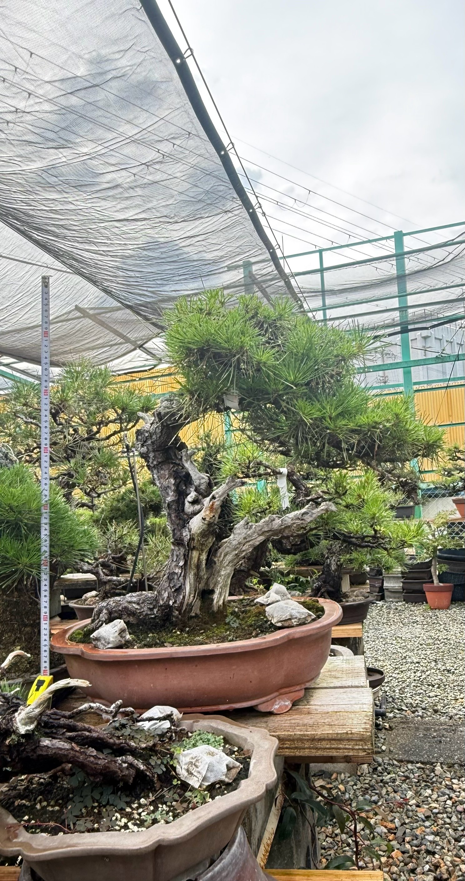 Black Pine