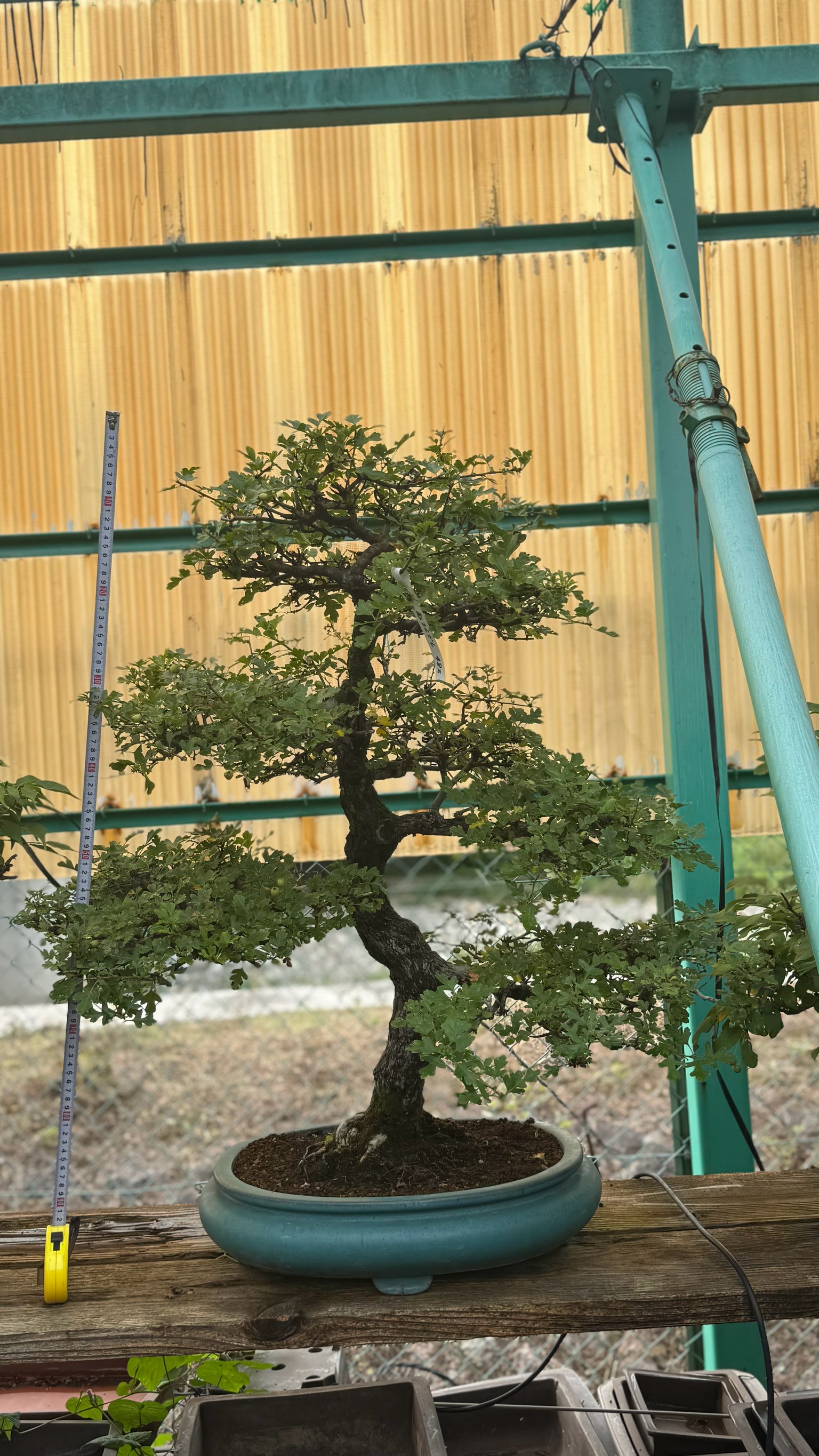 Other plant