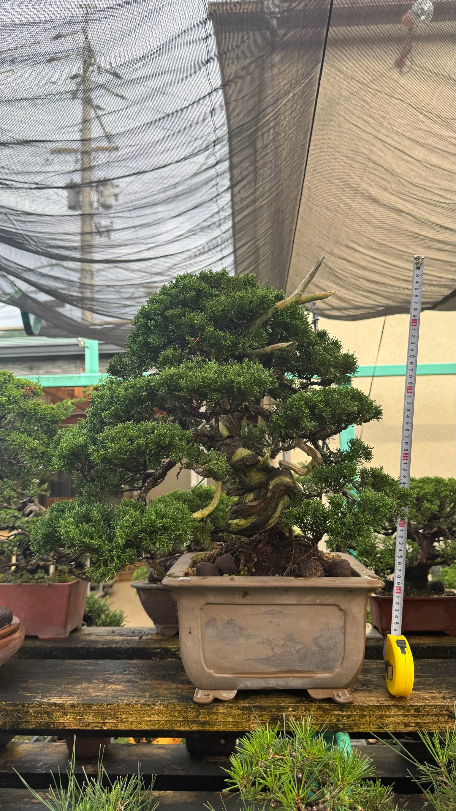 Chinese Juniper