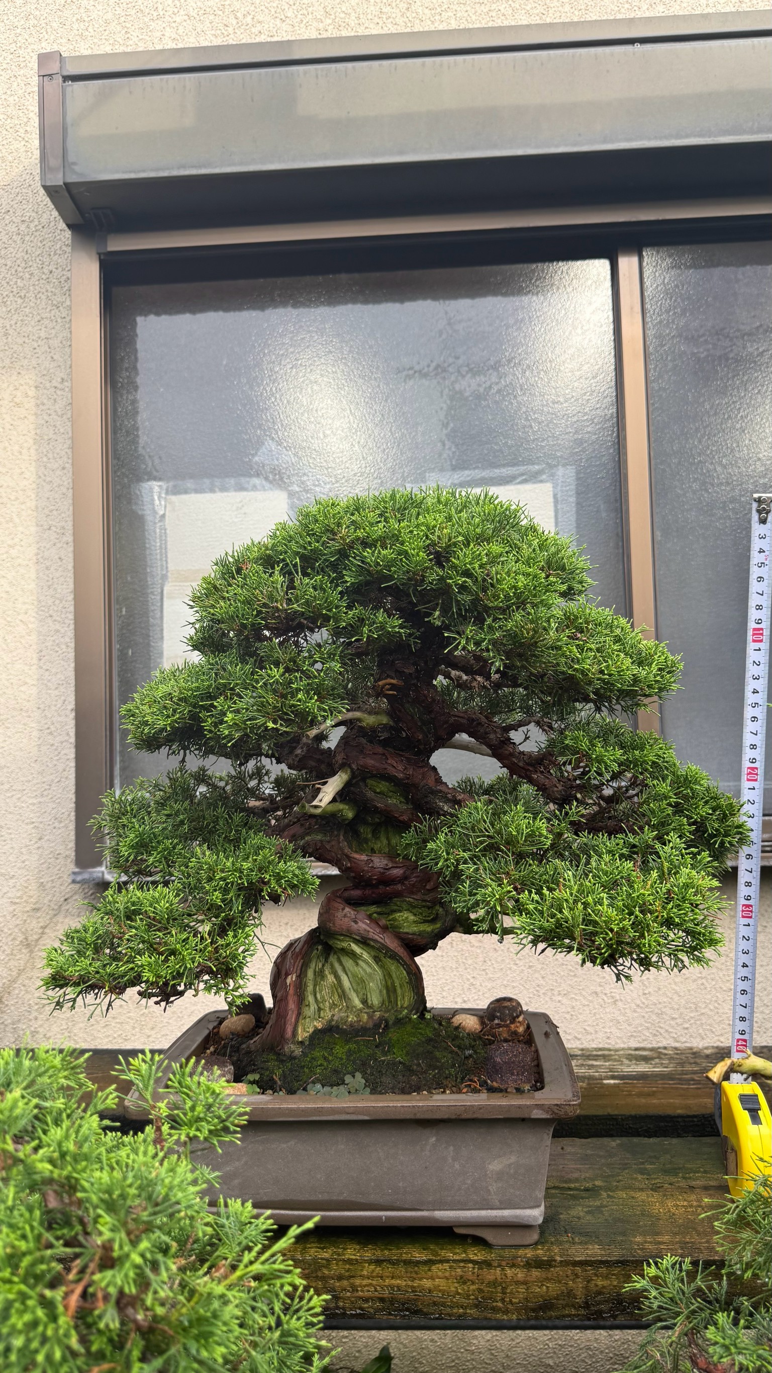 Chinese Juniper