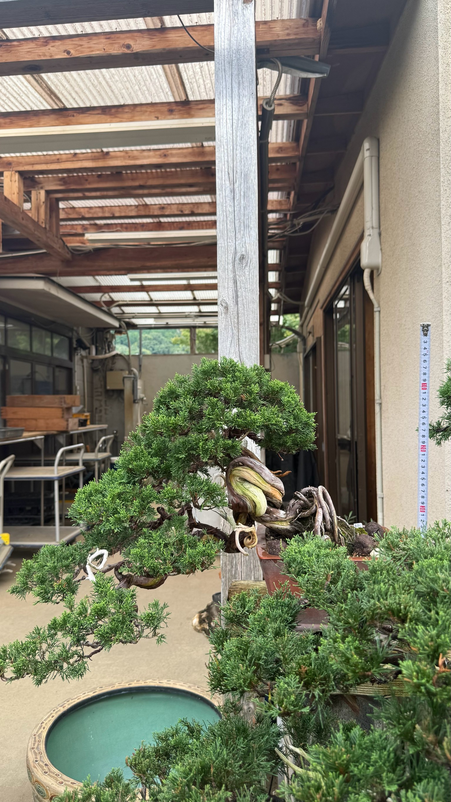 Chinese Juniper