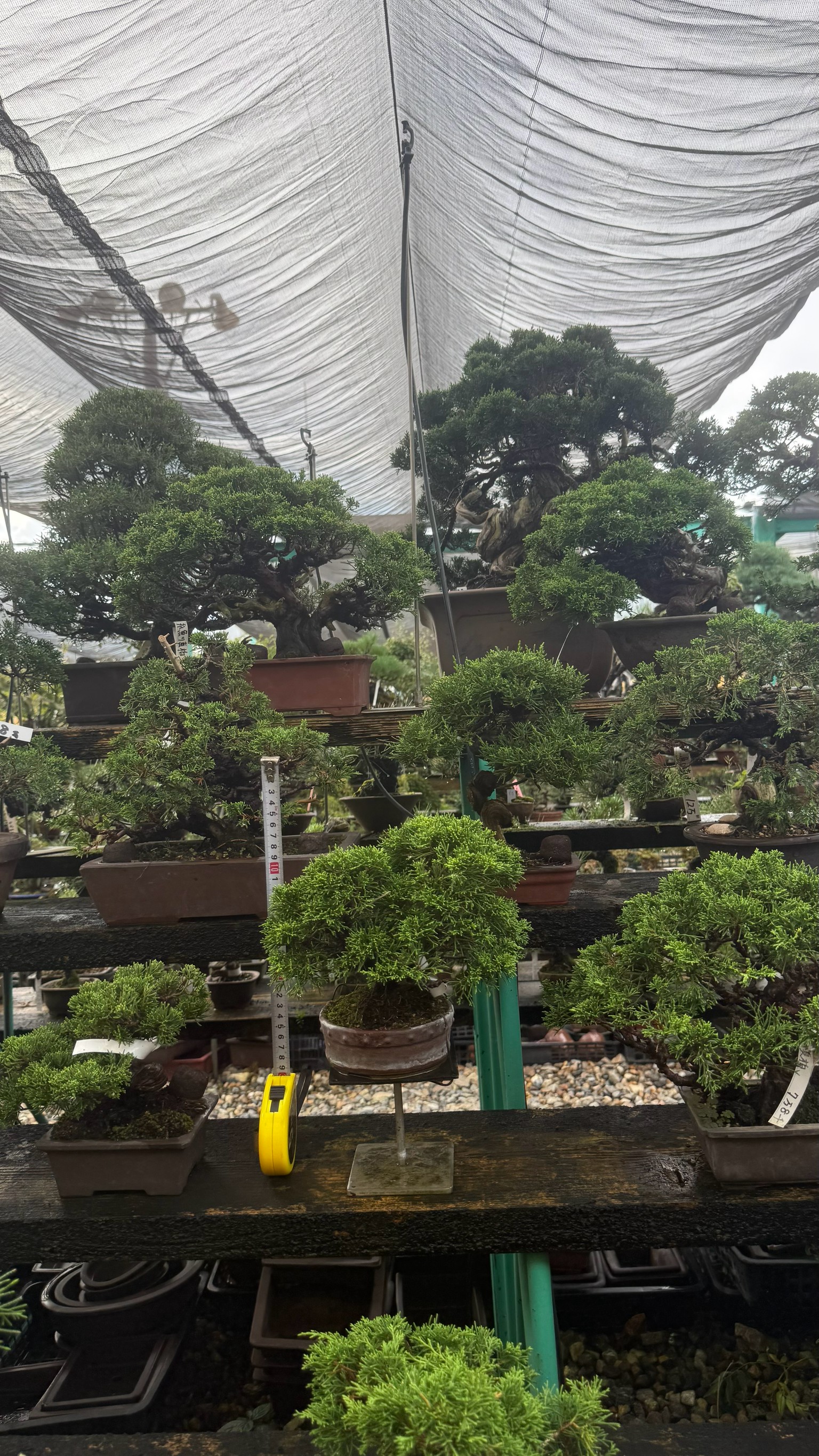 Chinese Juniper