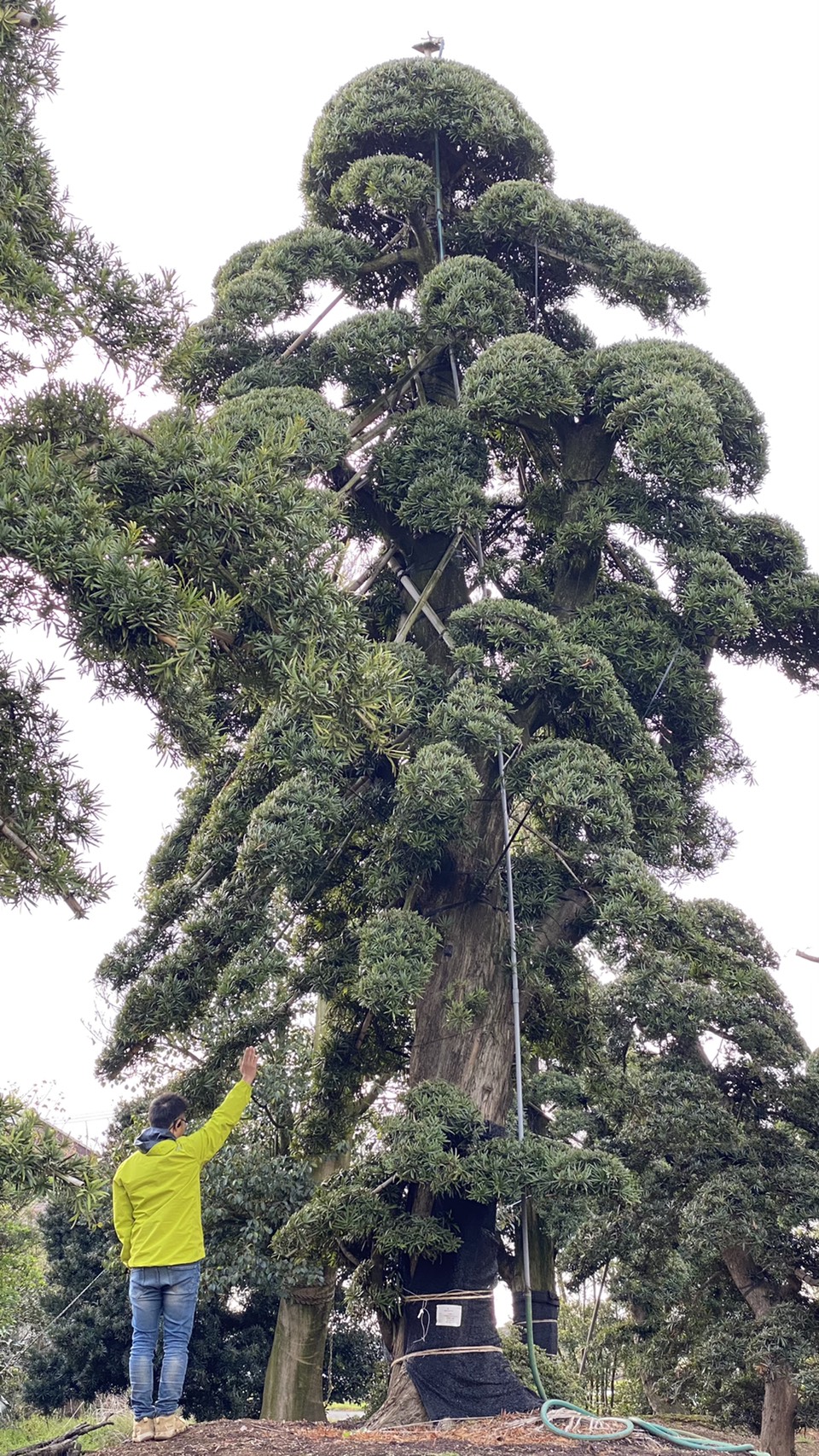 Podocarpusimage1
