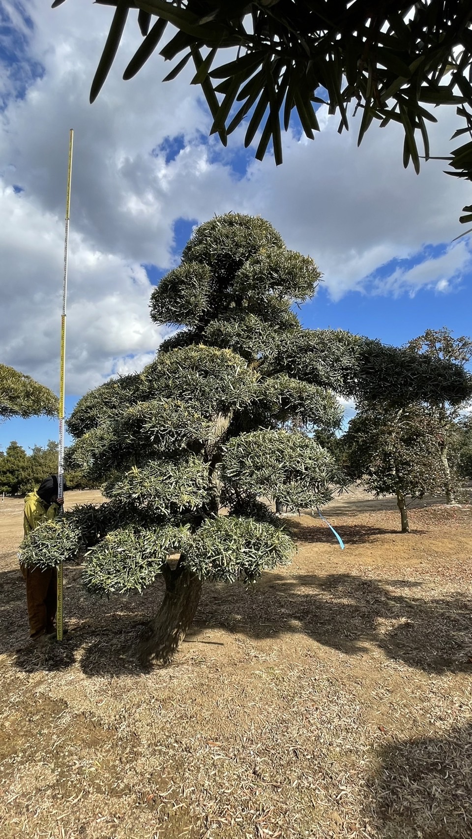 Podocarpus