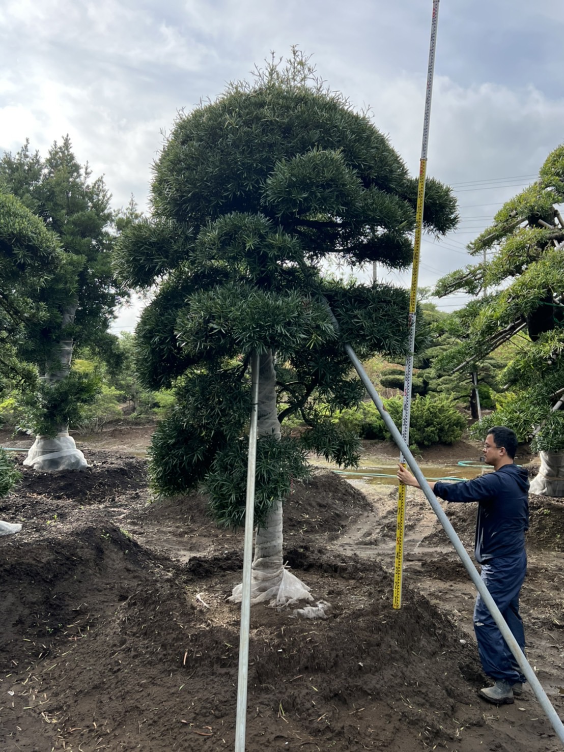 Podocarpus