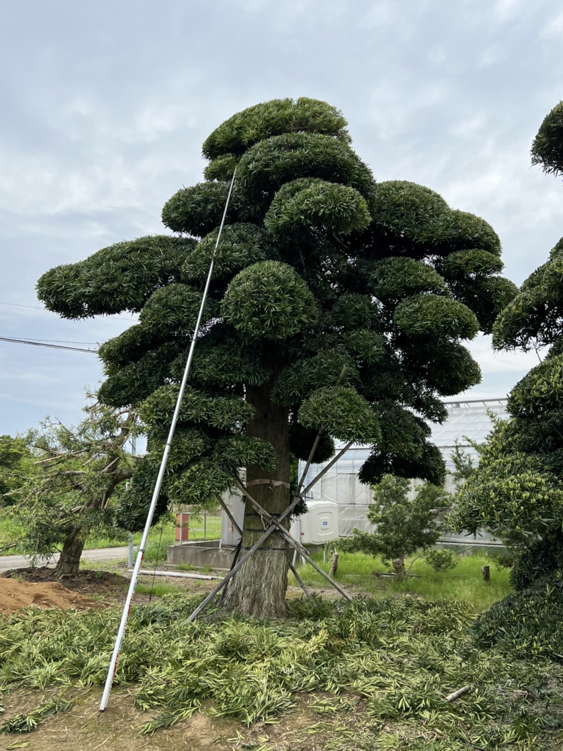 Podocarpusimage1
