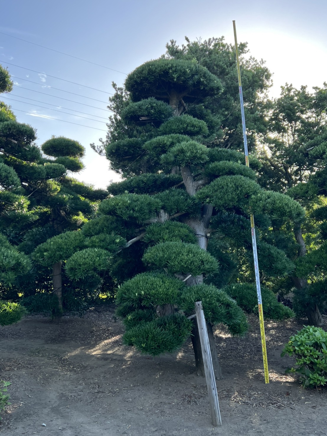 Podocarpus