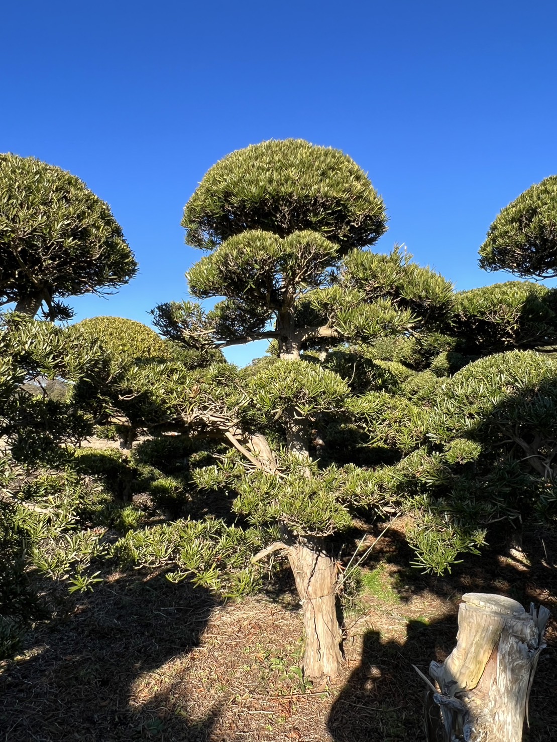 Podocarpus