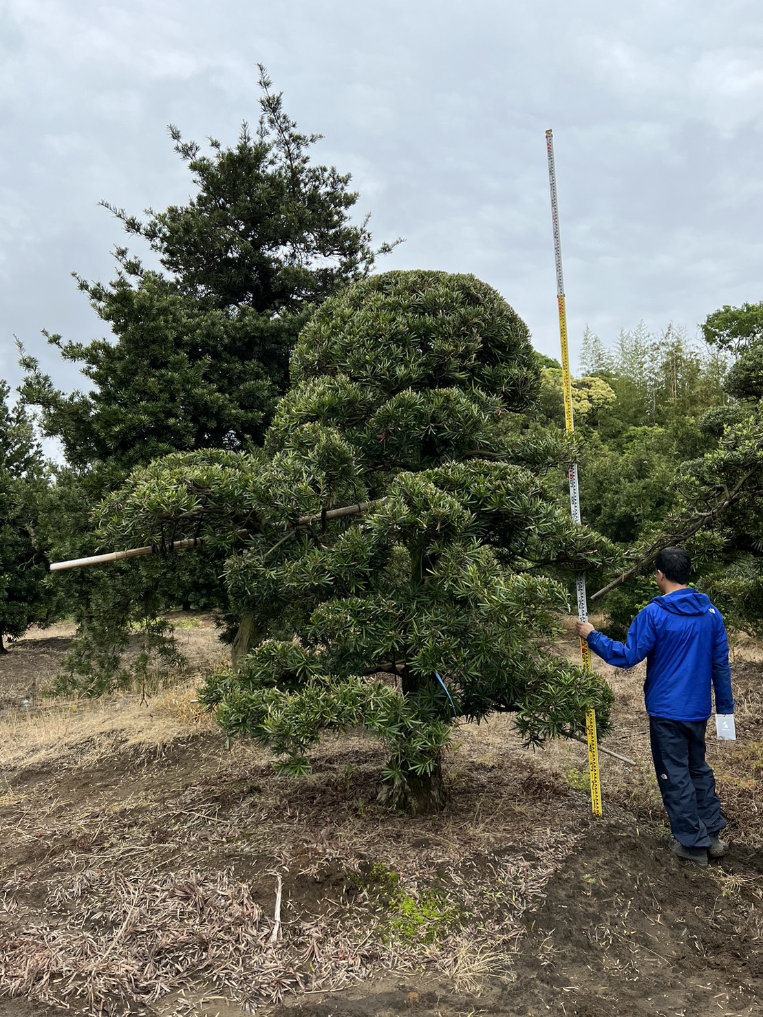 Podocarpus