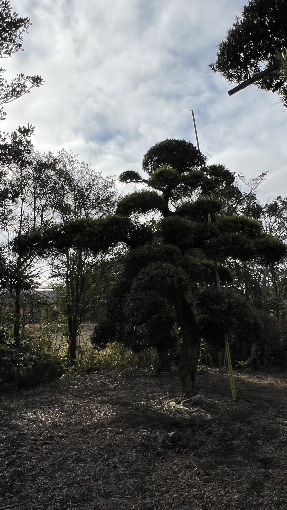 Podocarpus