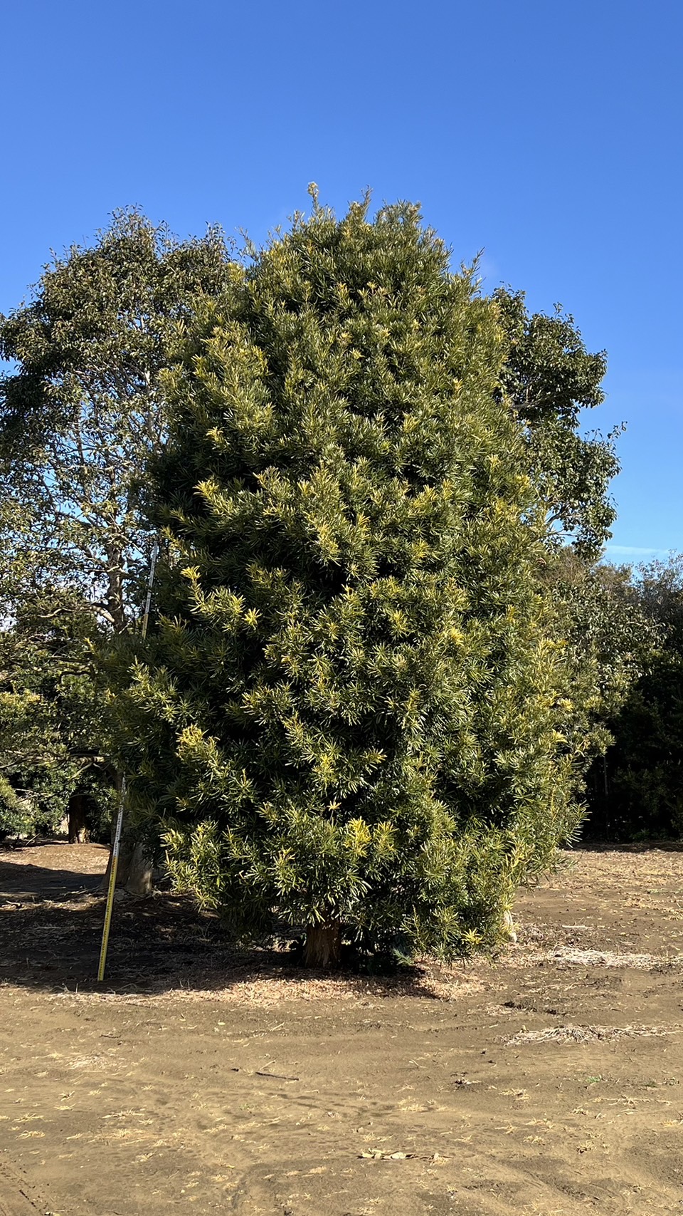 Podocarpus