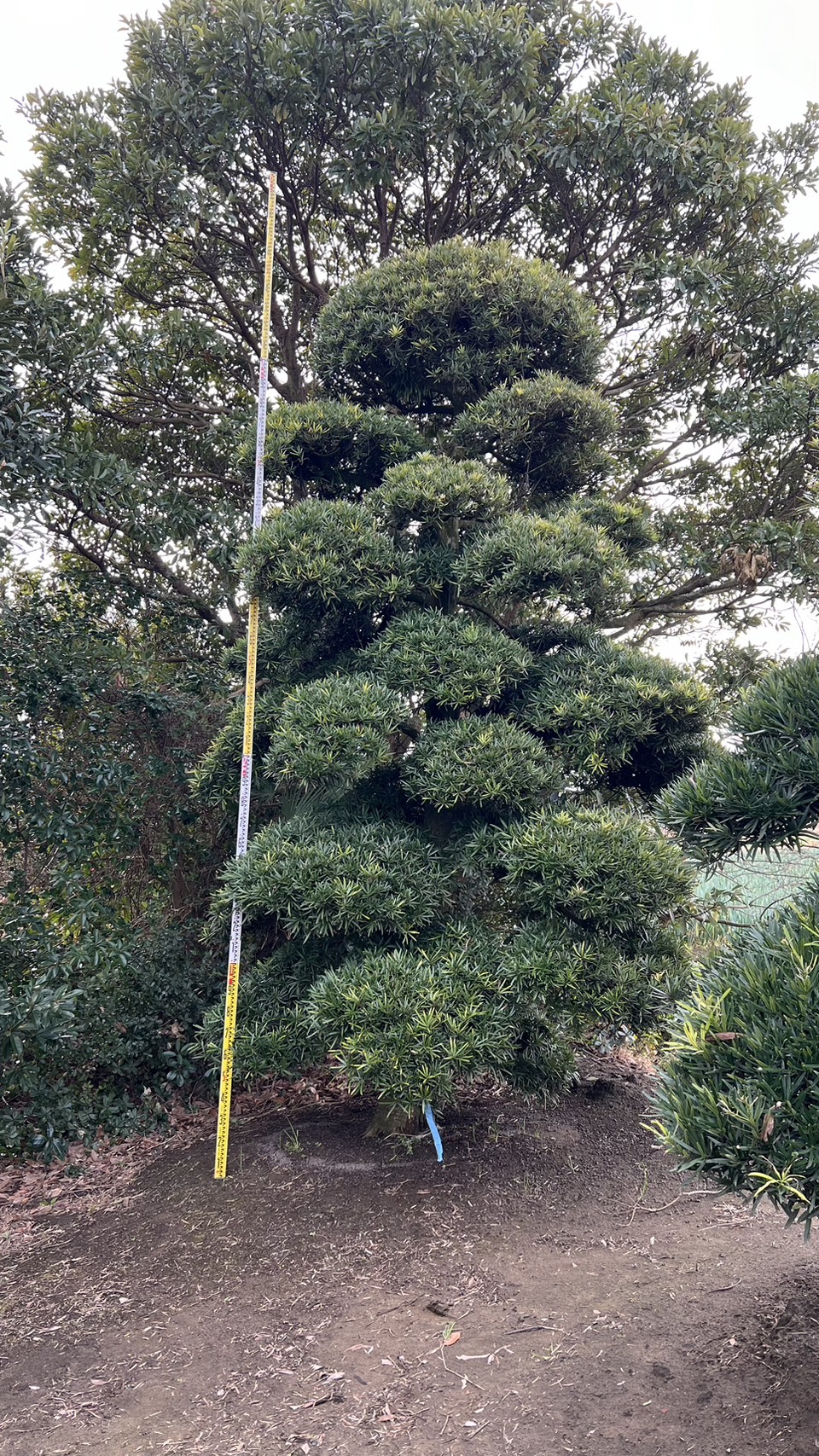 Podocarpus