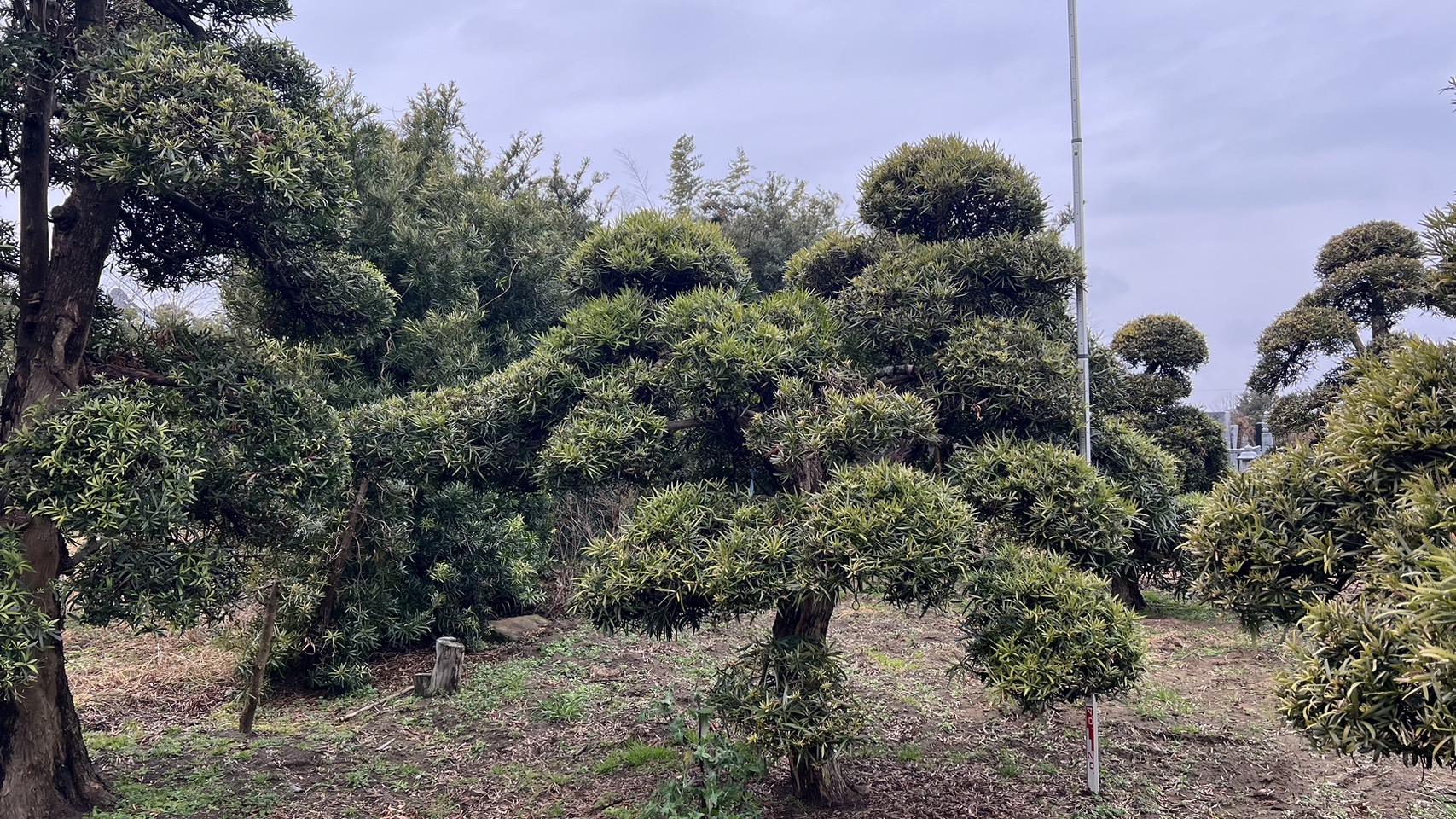 Podocarpus