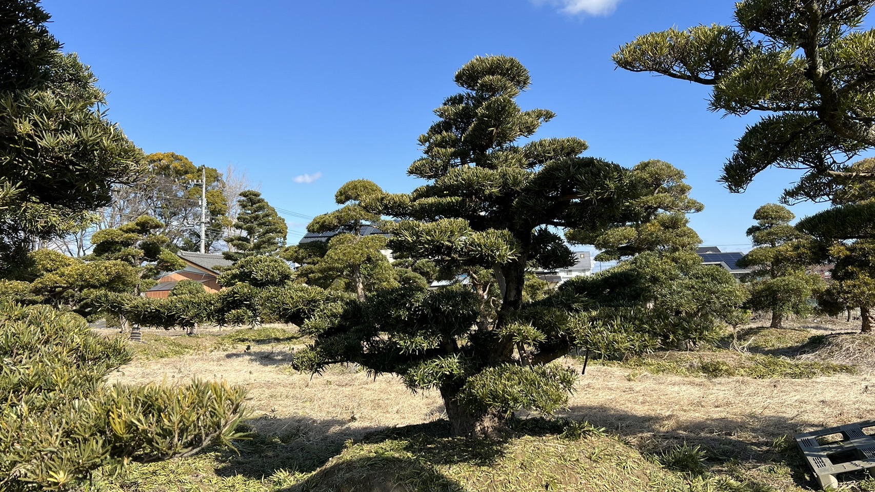 Podocarpus