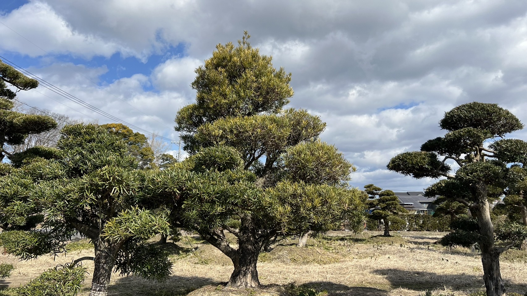 Podocarpus