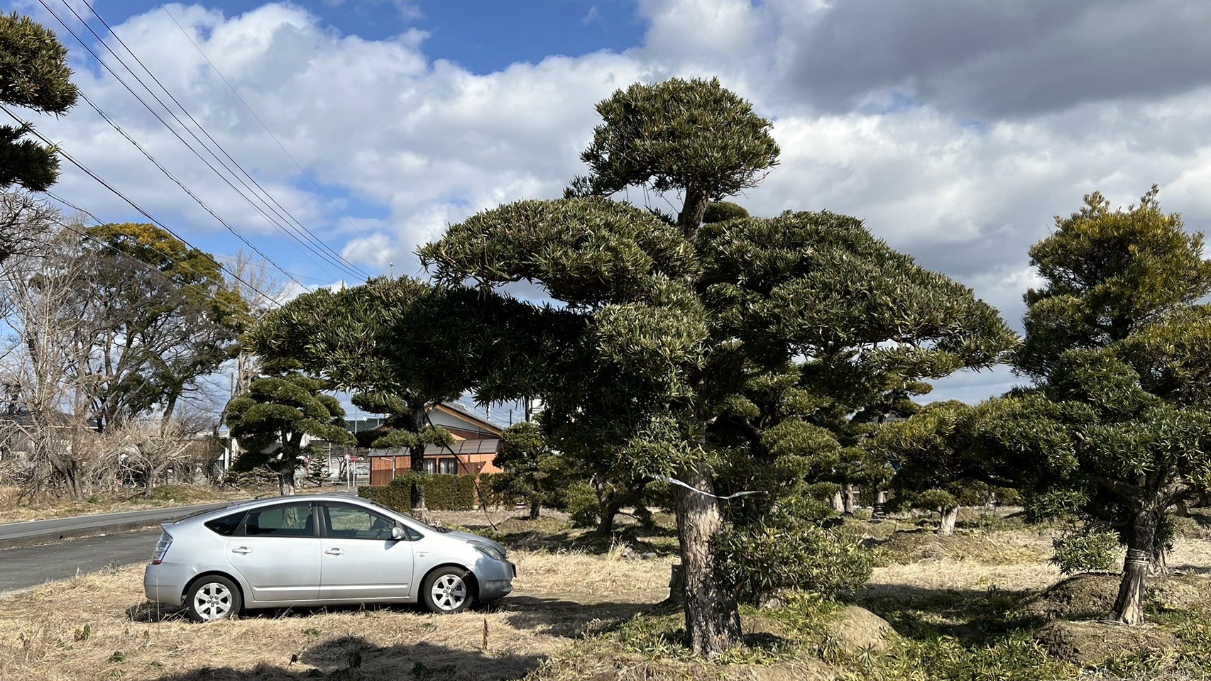 Podocarpus