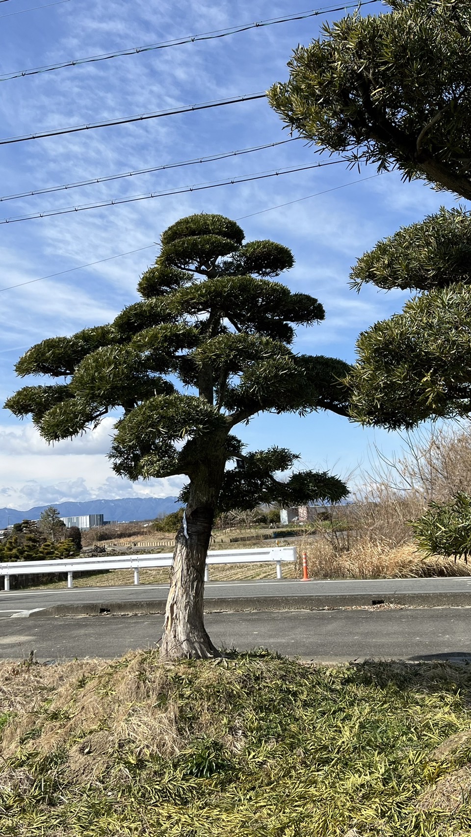 Podocarpus