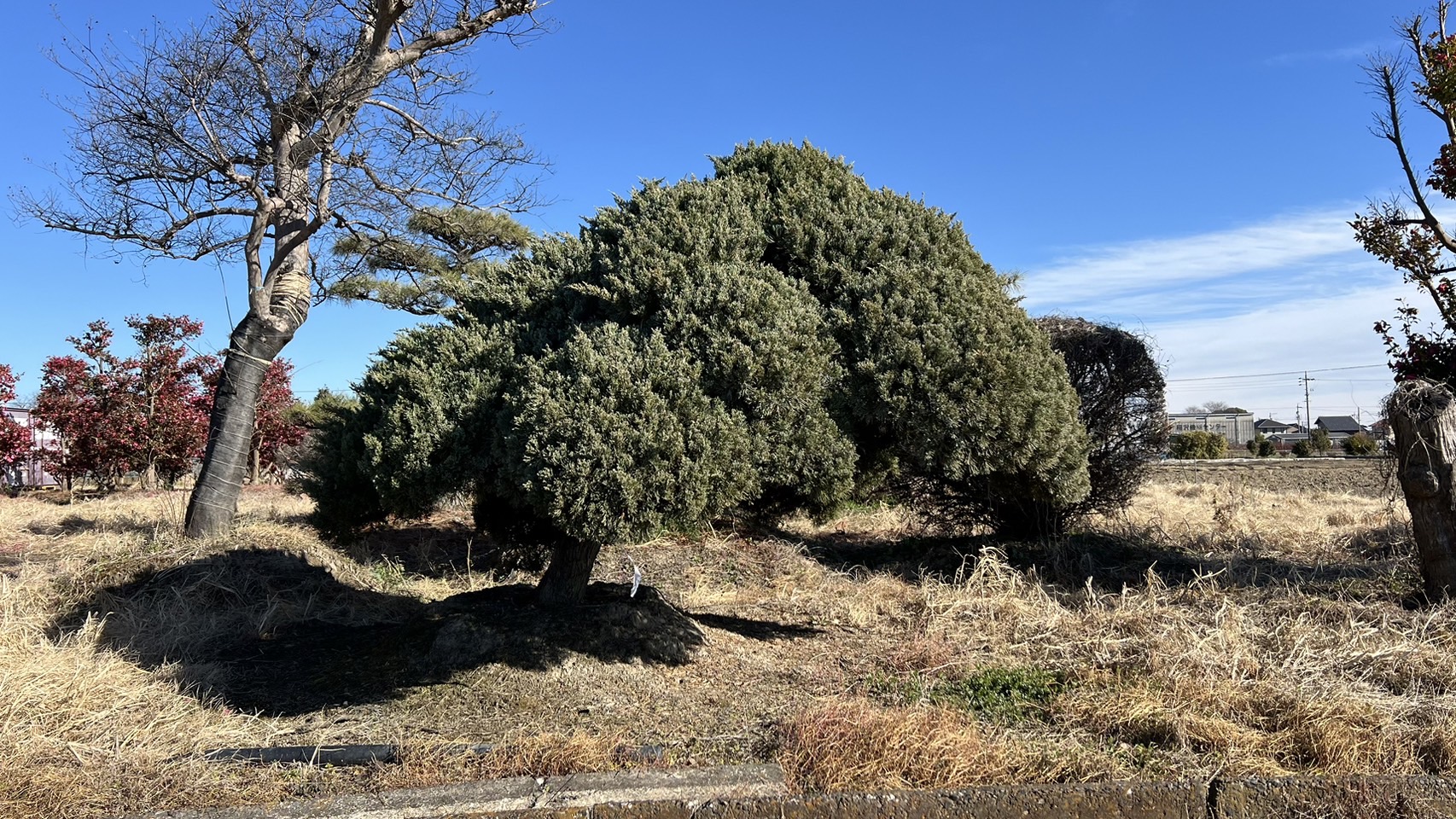 Chinese juniper