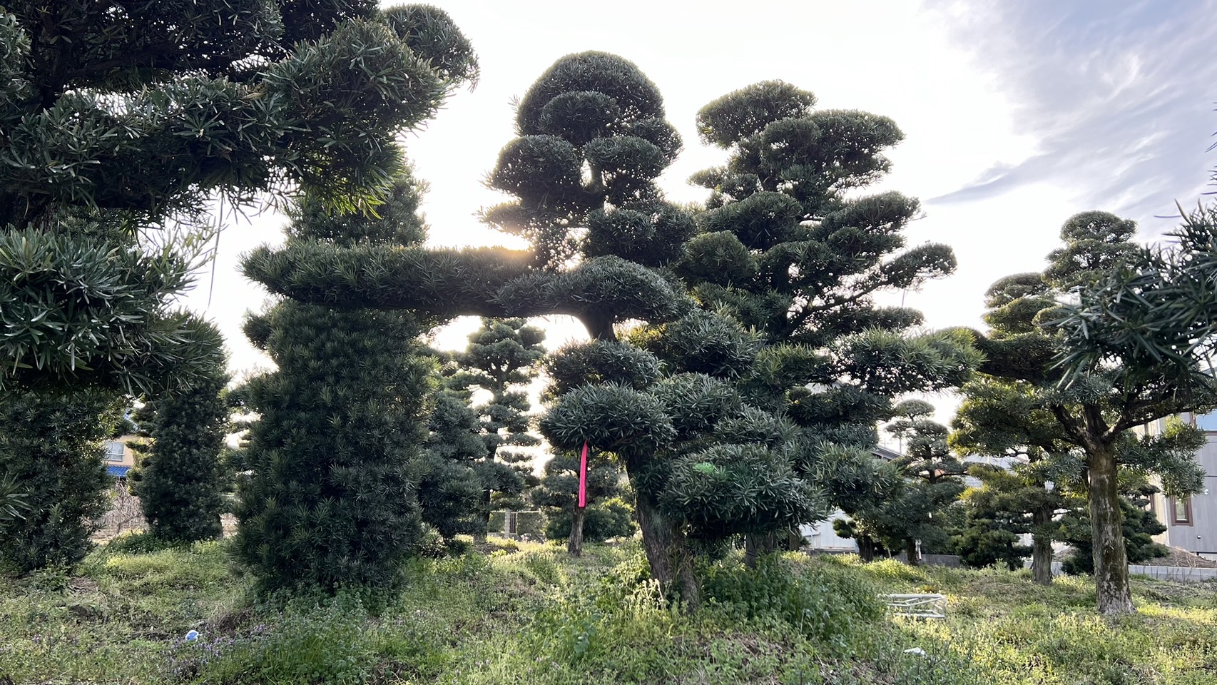 Podocarpus