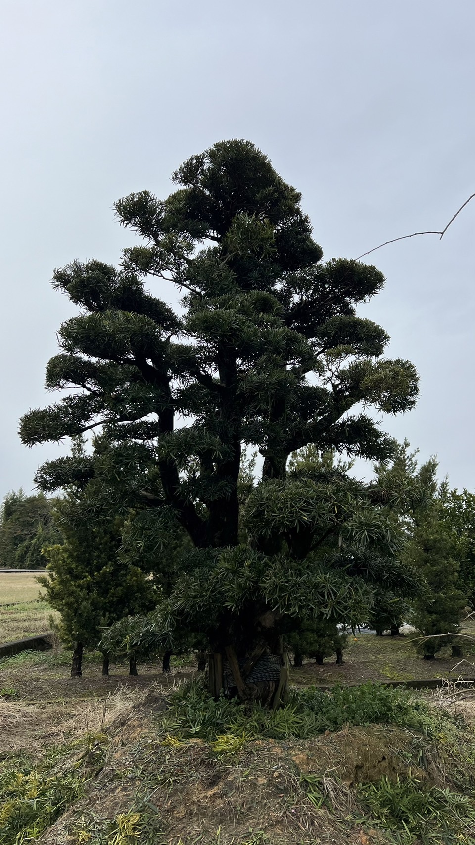 Podocarpus