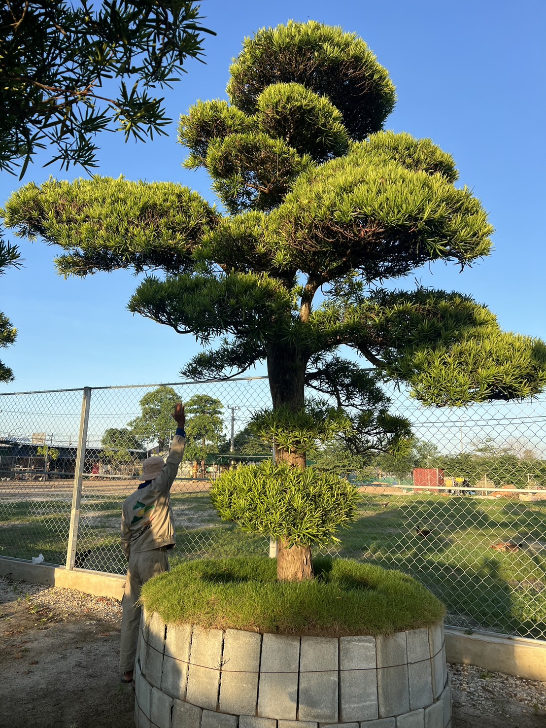 Podocarpus