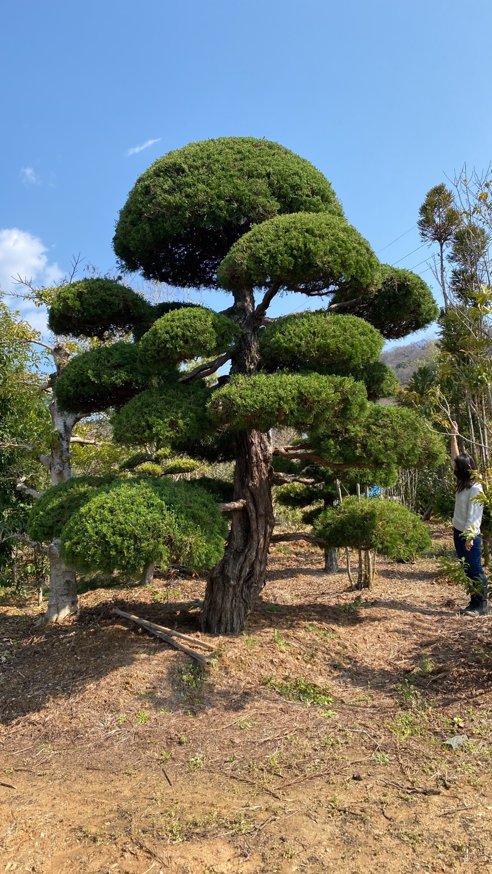 Chinese juniper