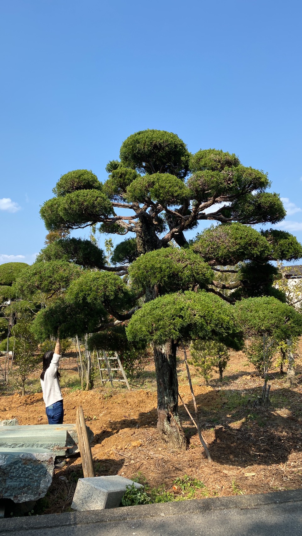 Chinese juniper