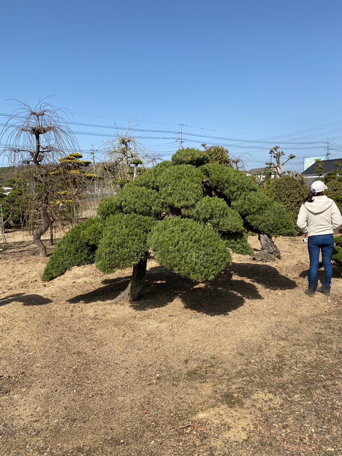 Chinese juniper