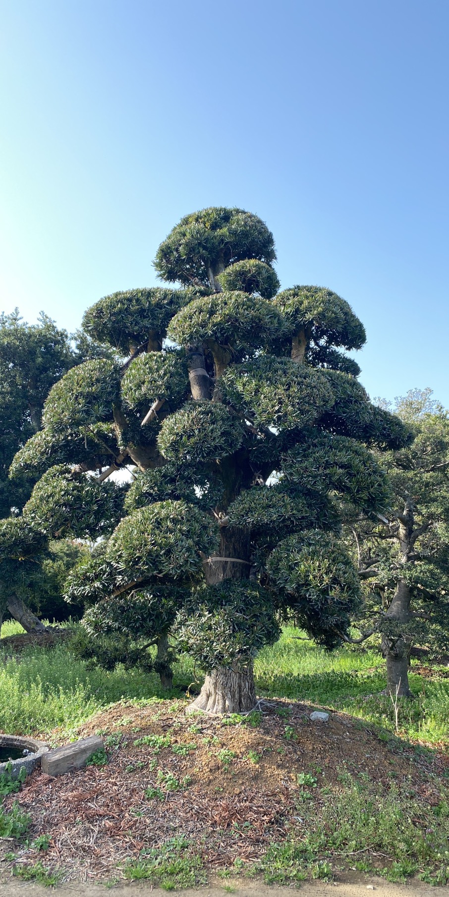 Podocarpus