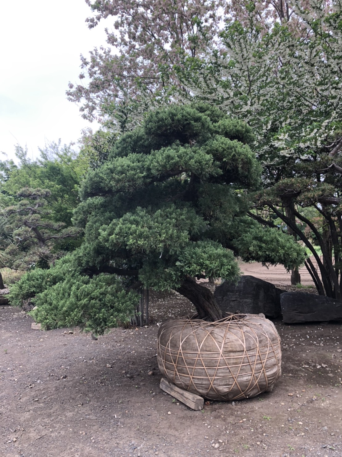 Chinese juniper