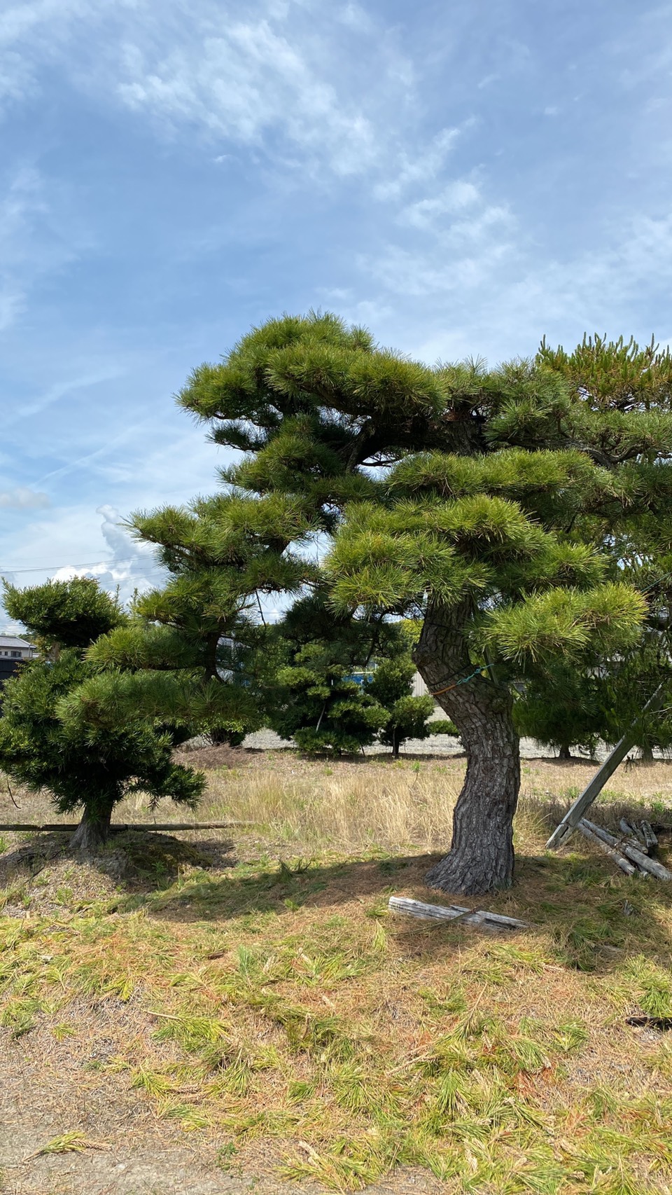 Black Pine