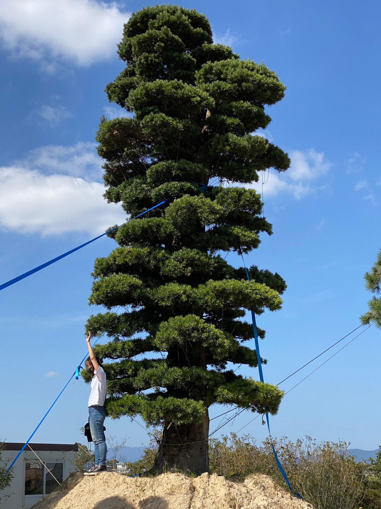 Podocarpus