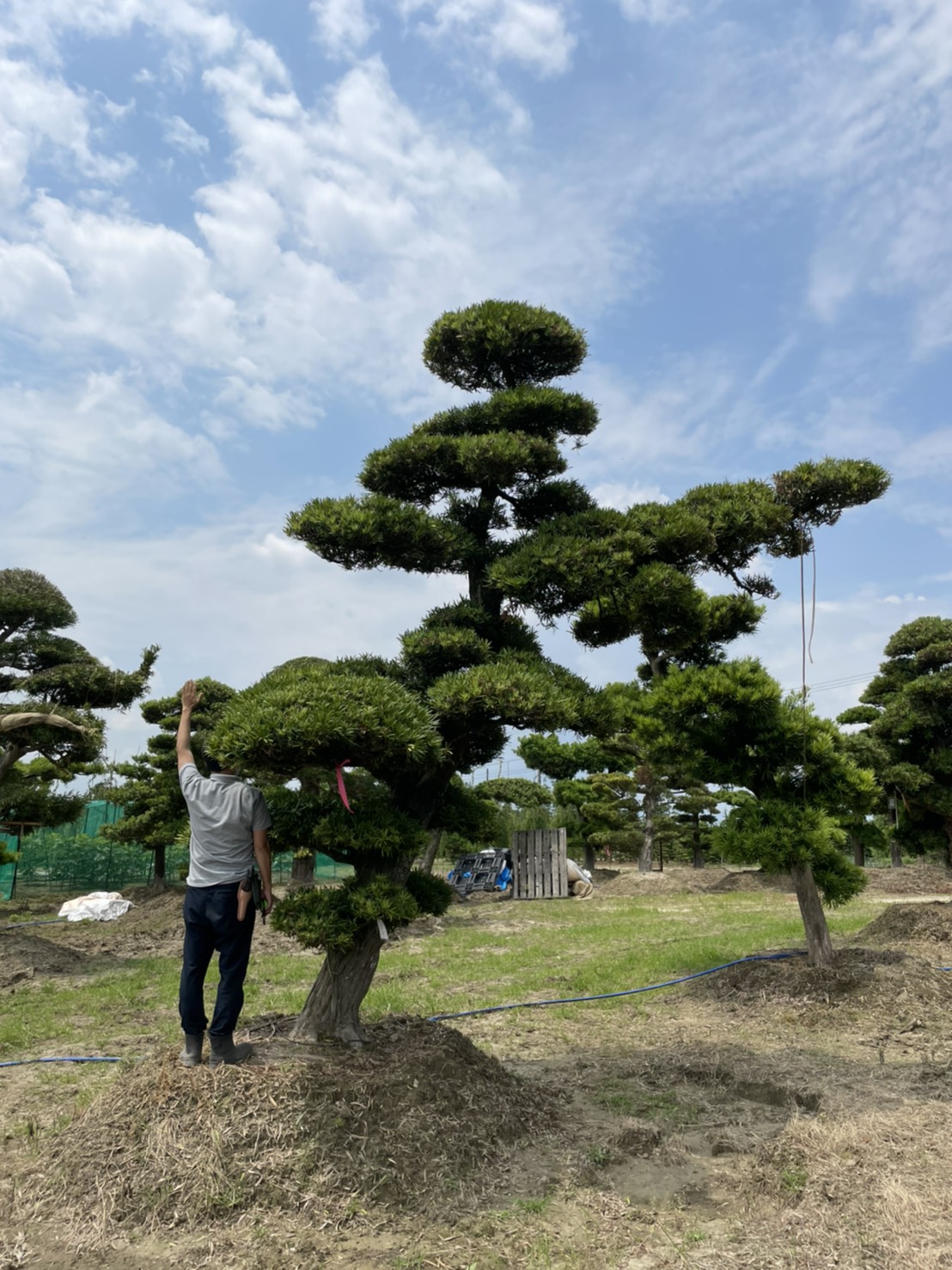 Podocarpus