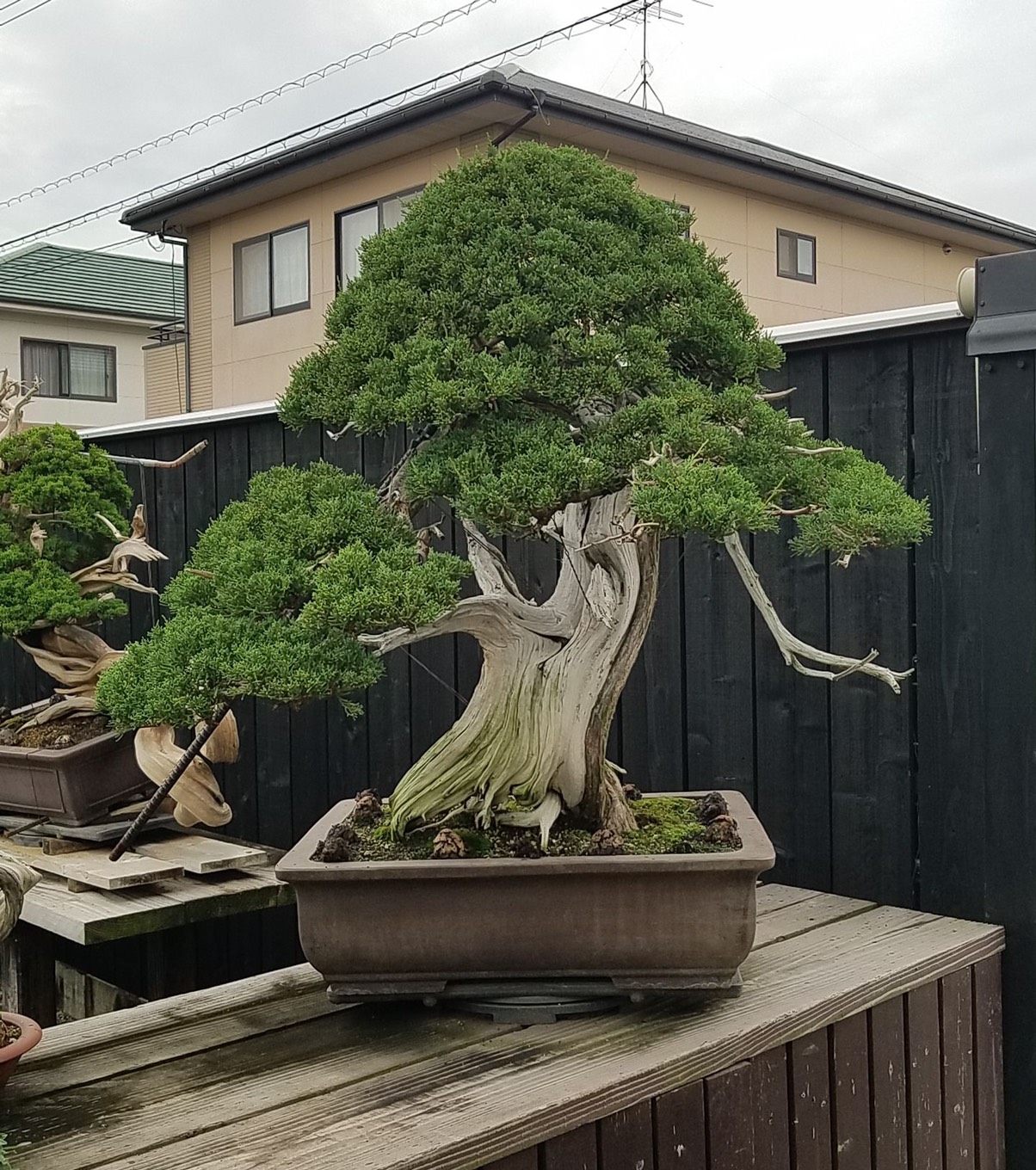 Chinese juniper