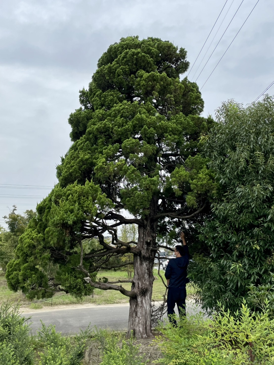 Chinese juniper