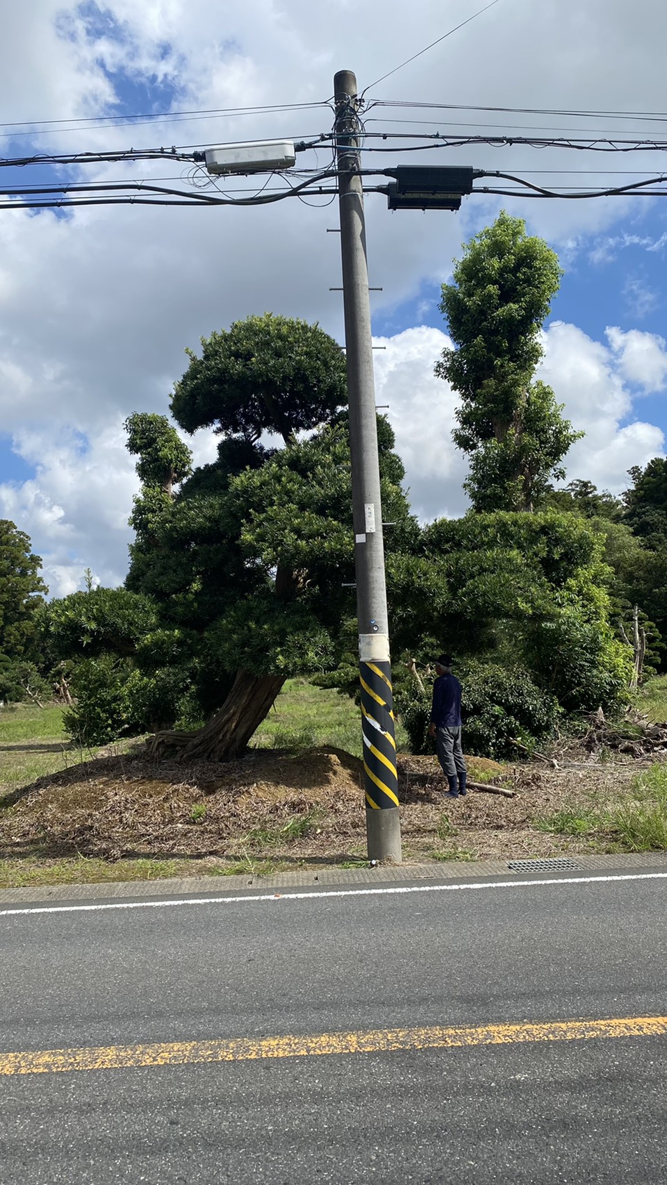 Podocarpus