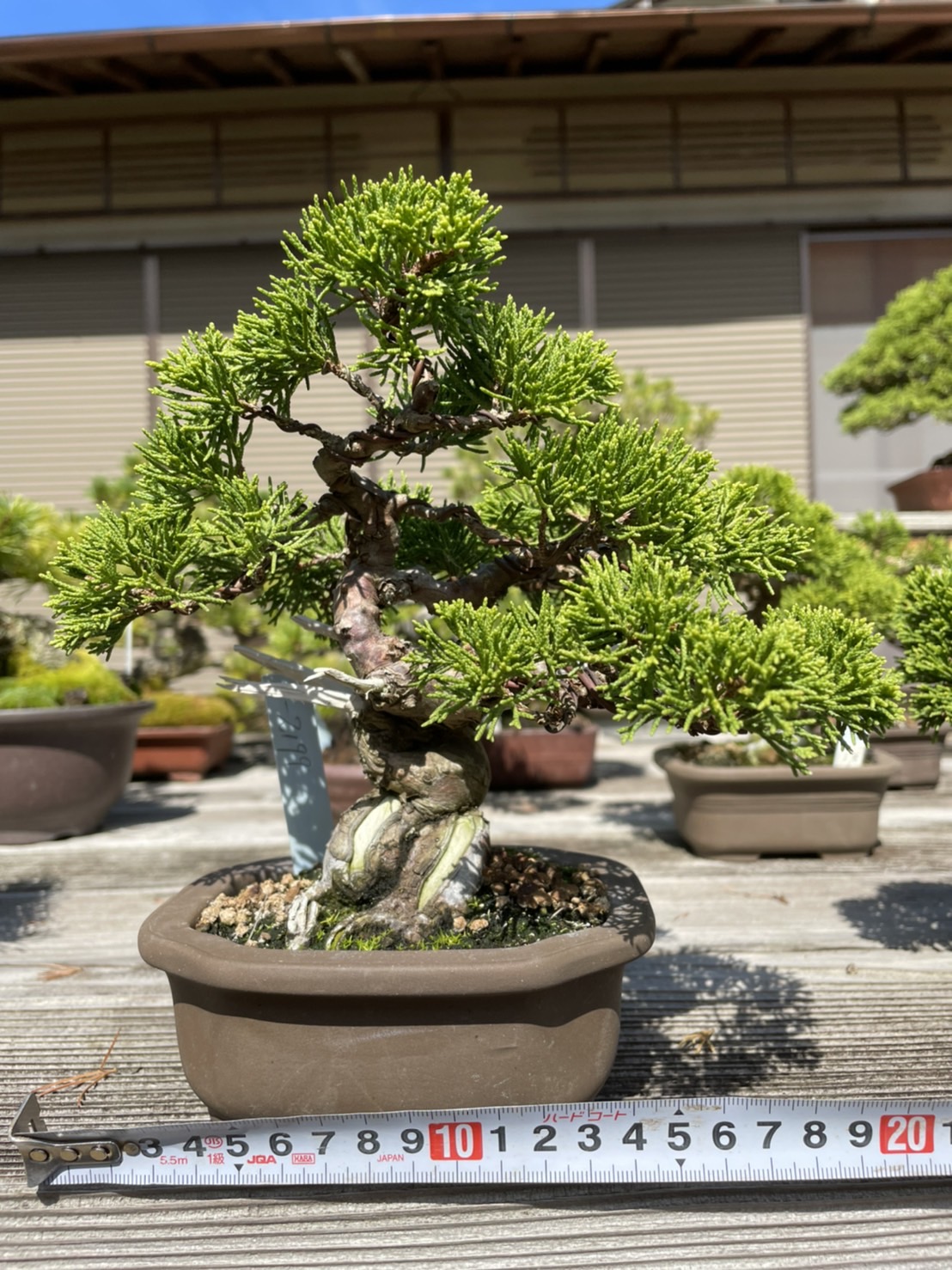 Chinese juniper