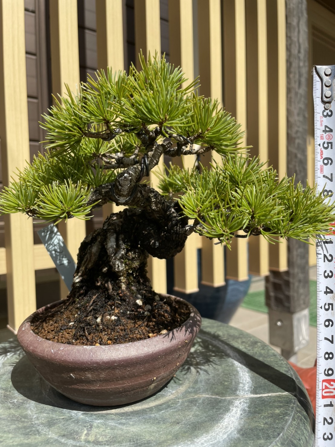 Black Pine