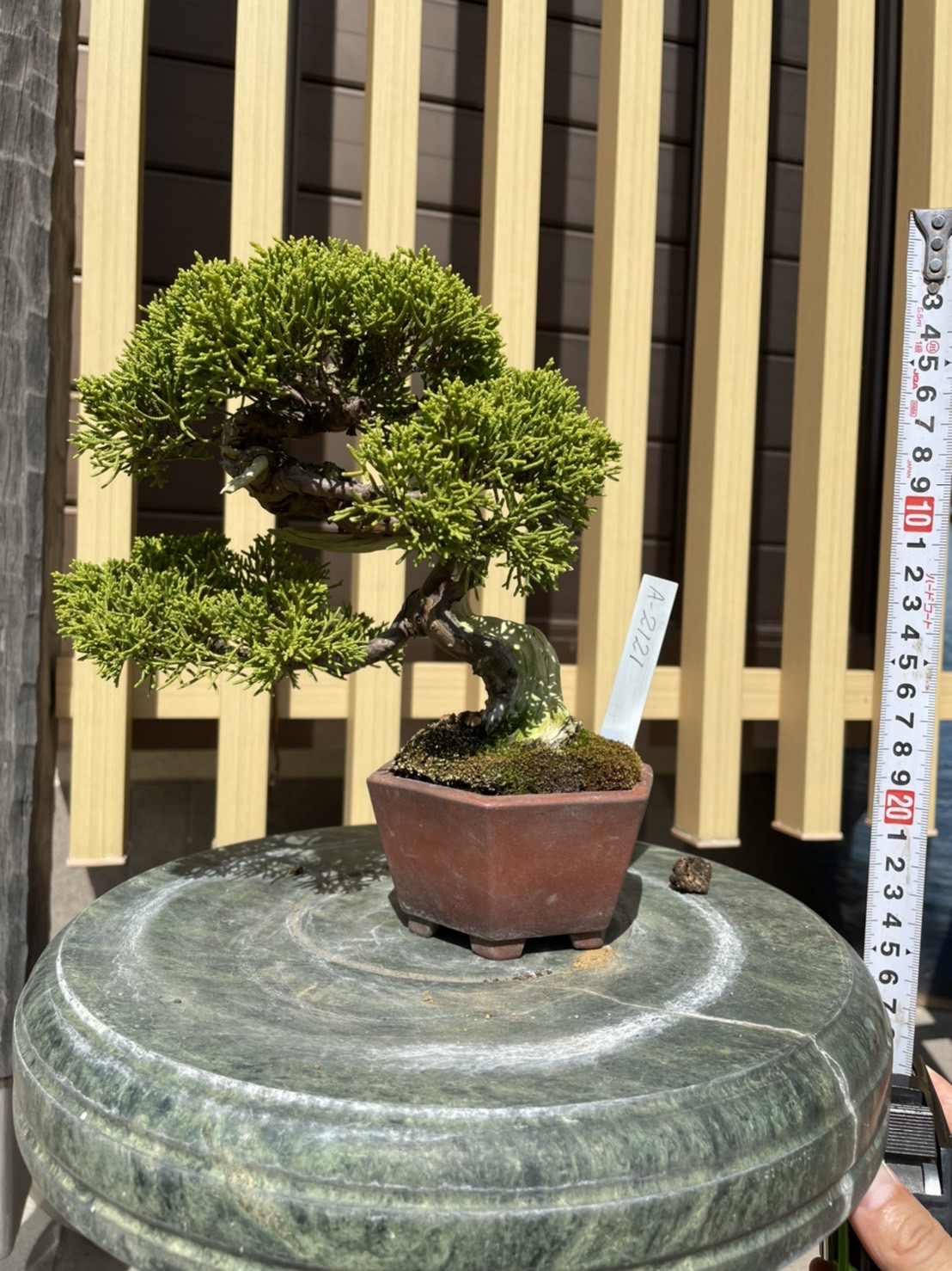 Chinese juniper