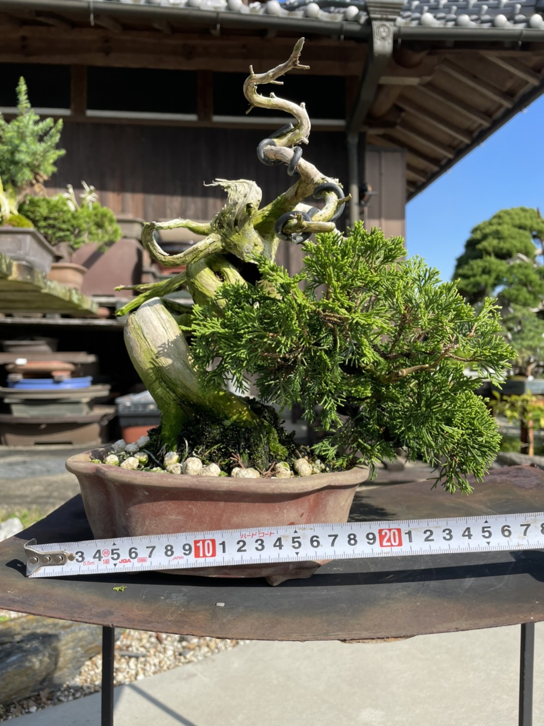 Chinese juniper