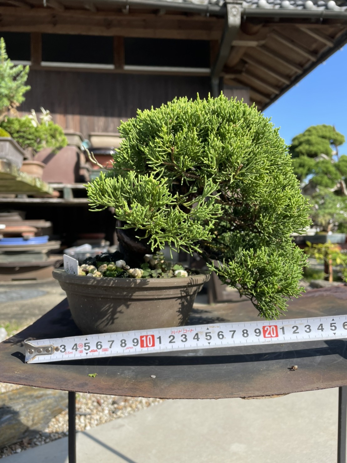 Chinese juniper