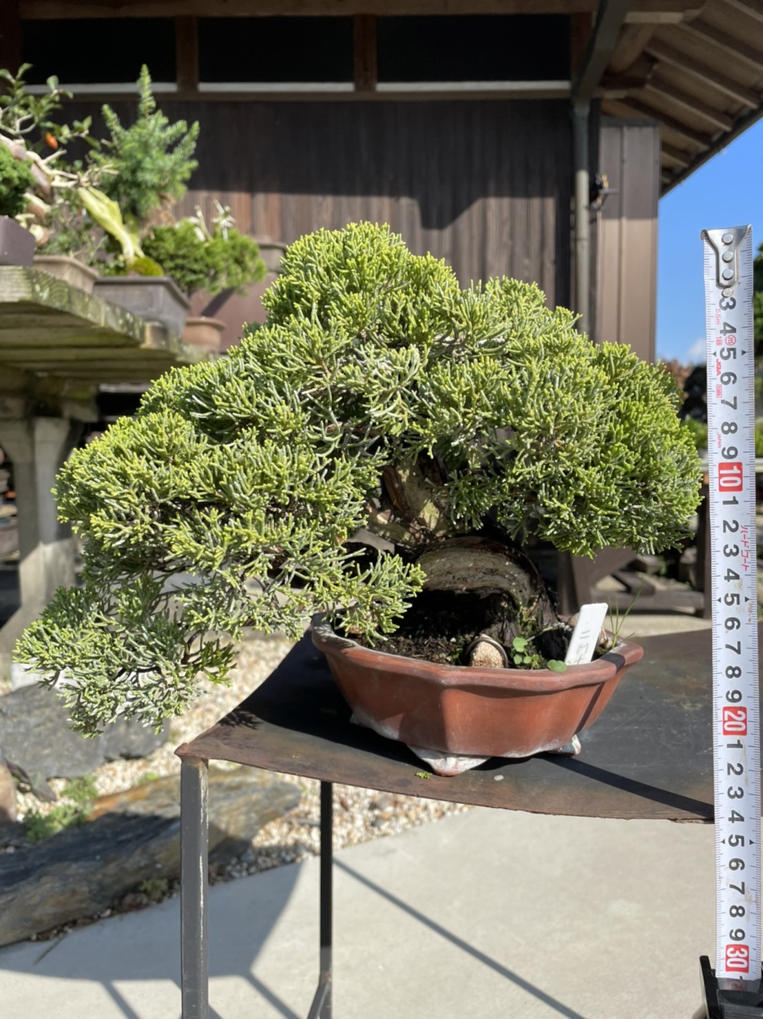 Chinese juniper