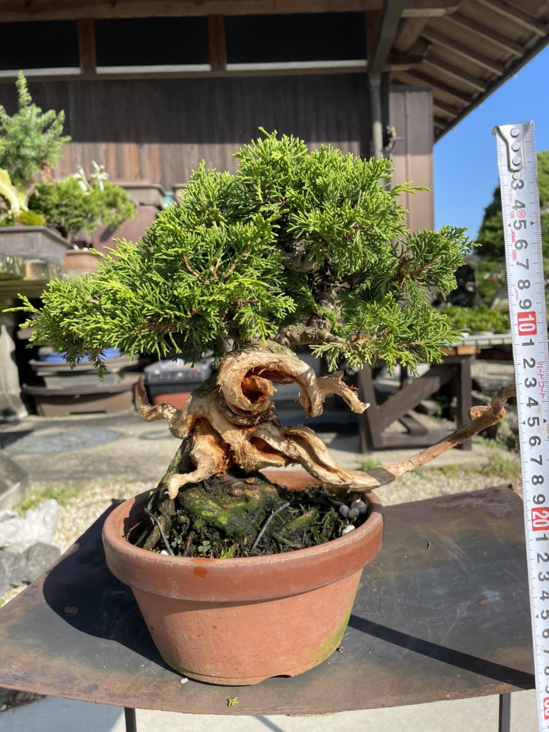 Chinese juniper