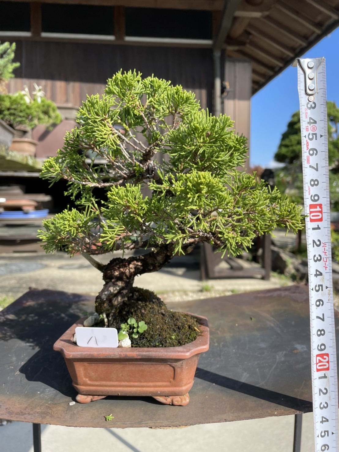 Chinese juniper