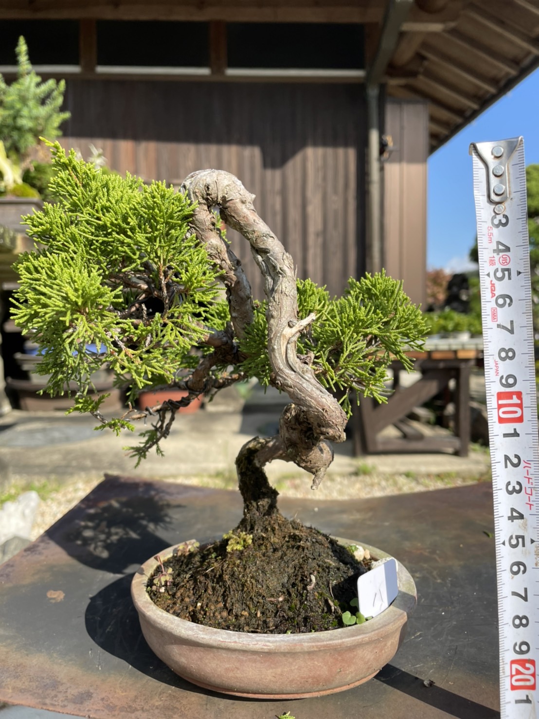 Chinese juniper