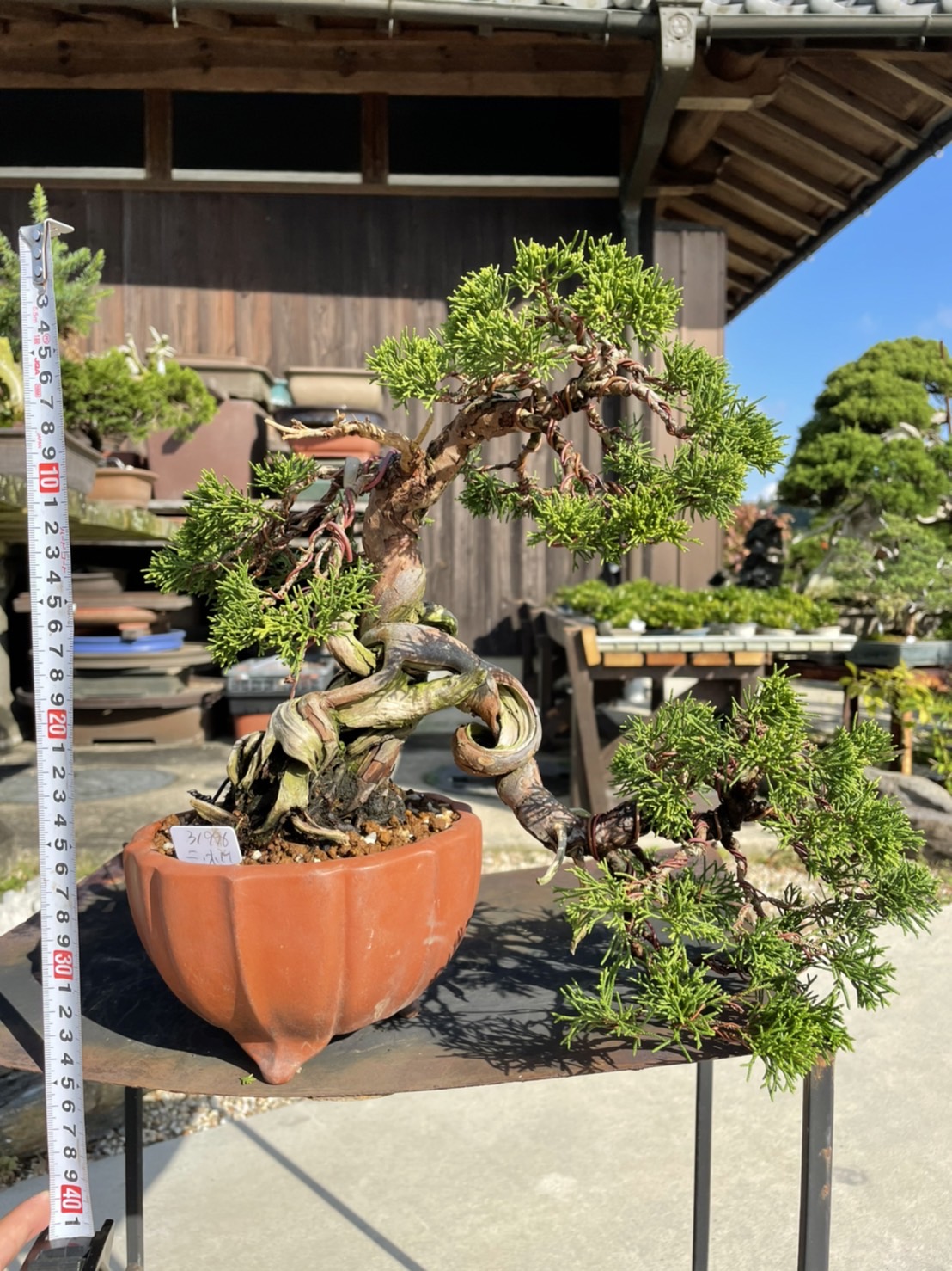 Chinese juniper