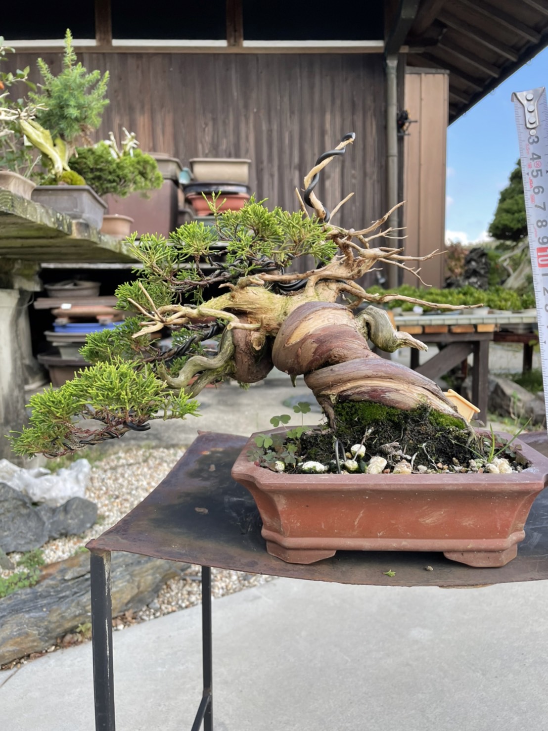 Chinese juniper