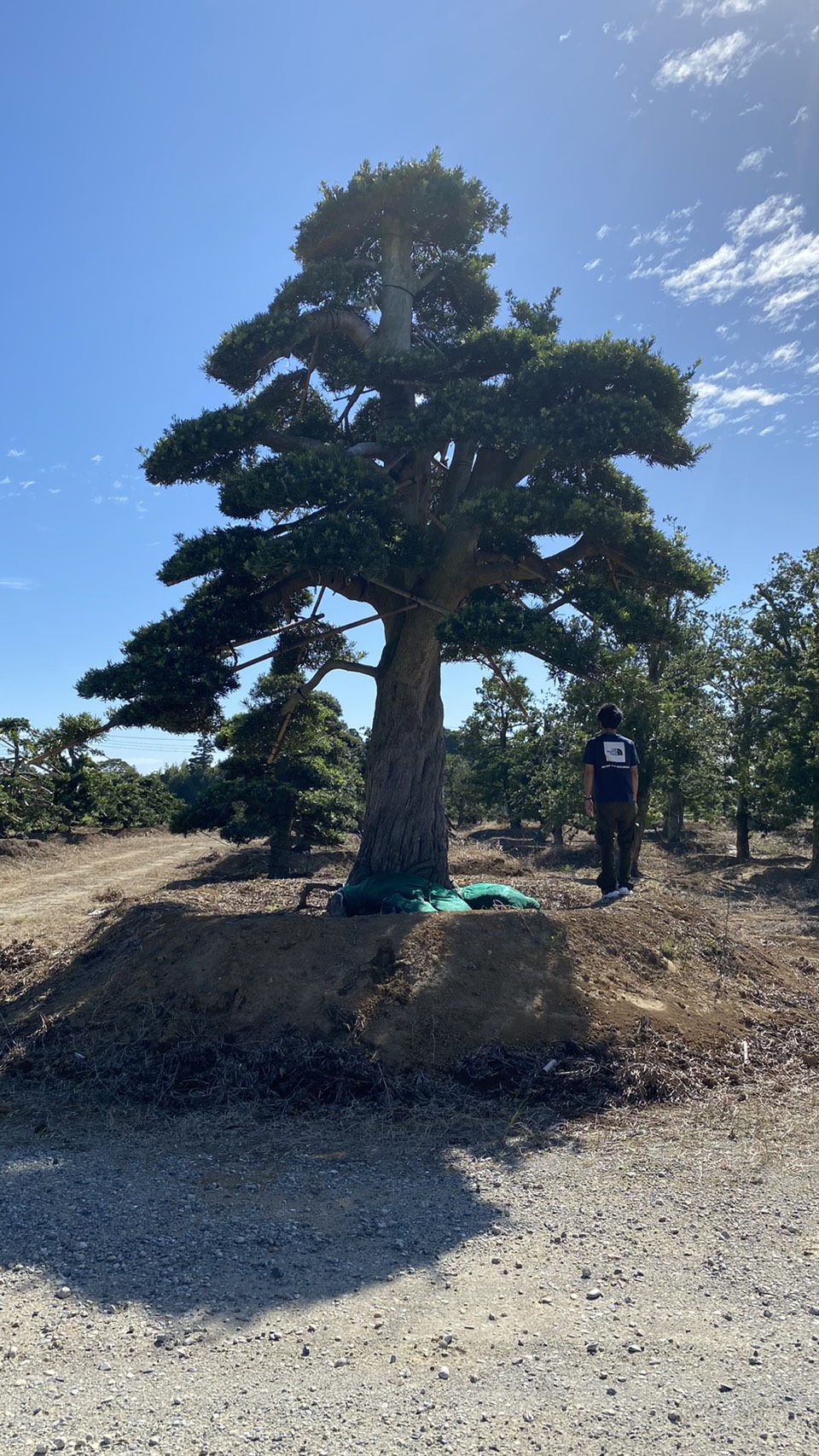 Podocarpus