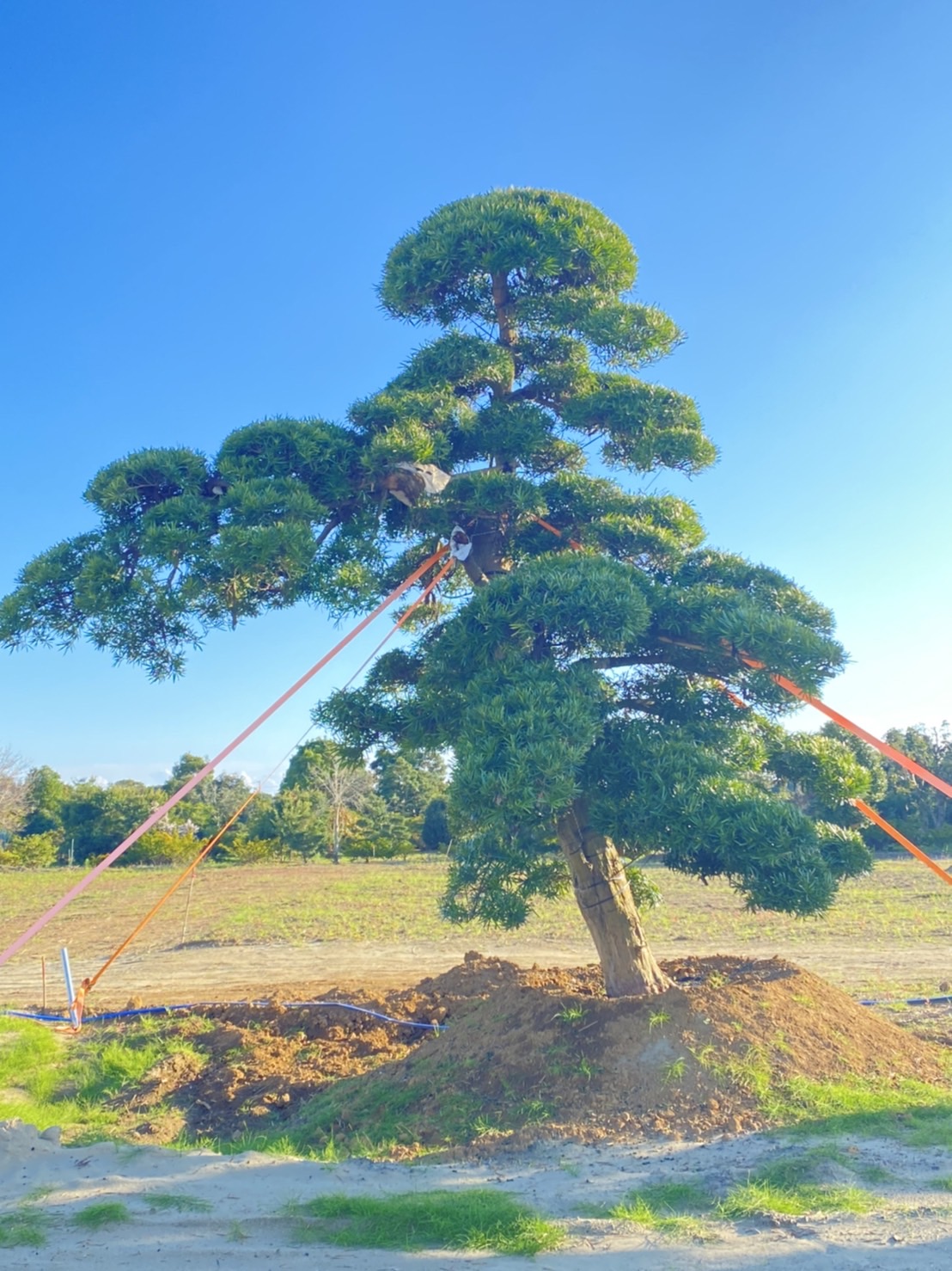 Podocarpus